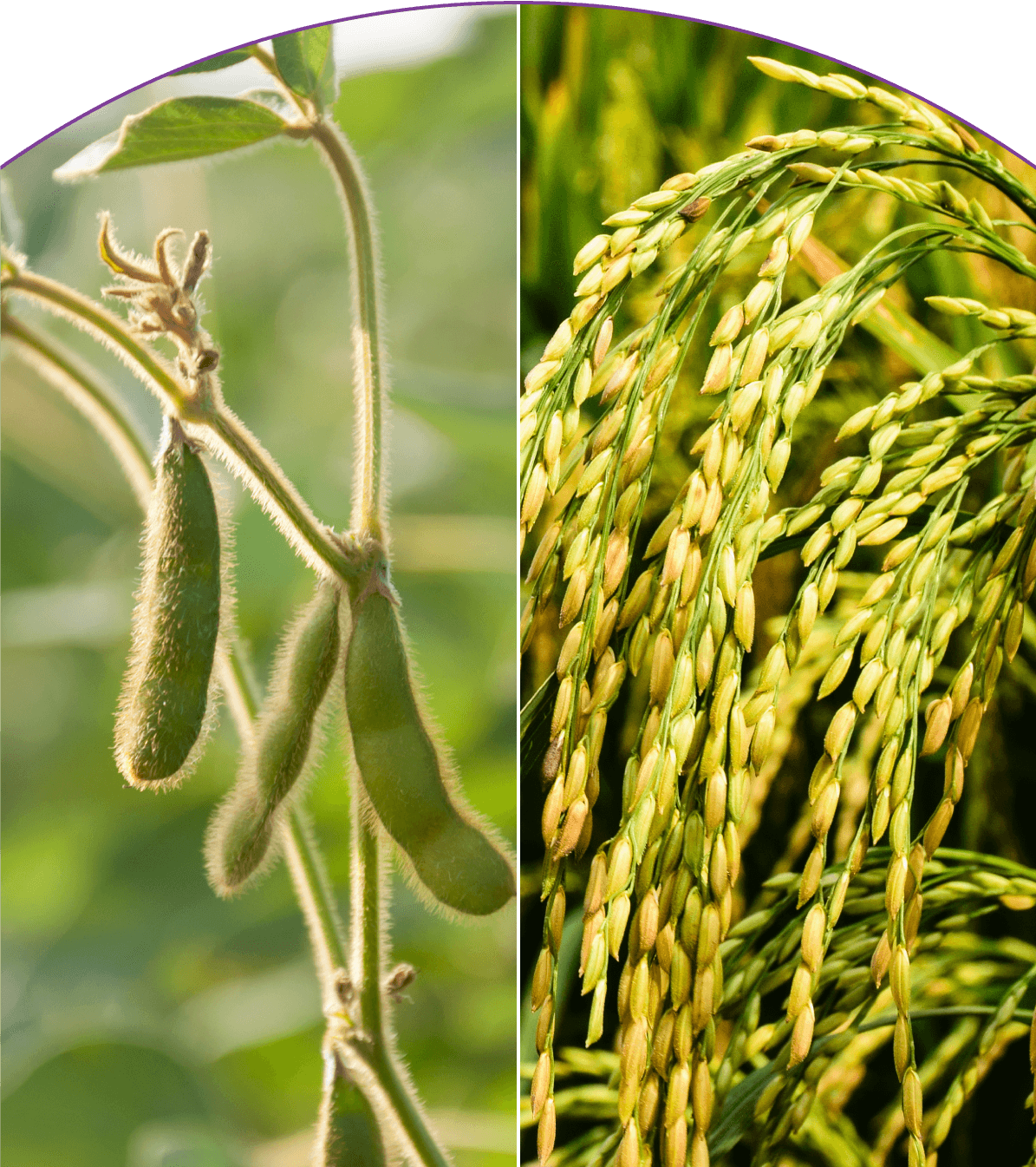 Crops